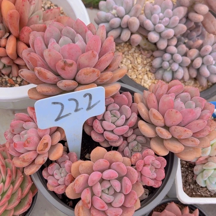 健健康康平平安安