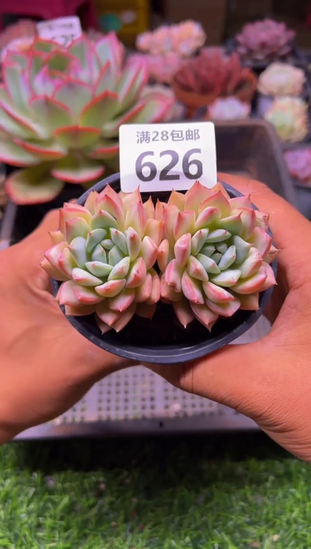【闪购商品】多肉植物626