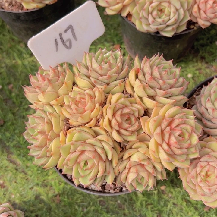 健健康康平平安安