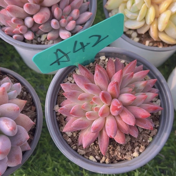 健健康康平平安安