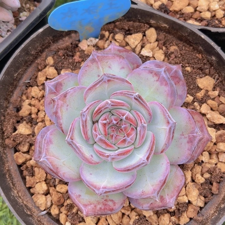 健健康康平平安安