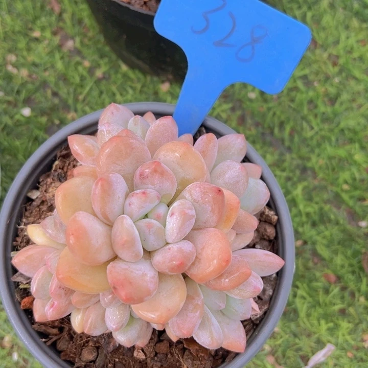 健健康康平平安安