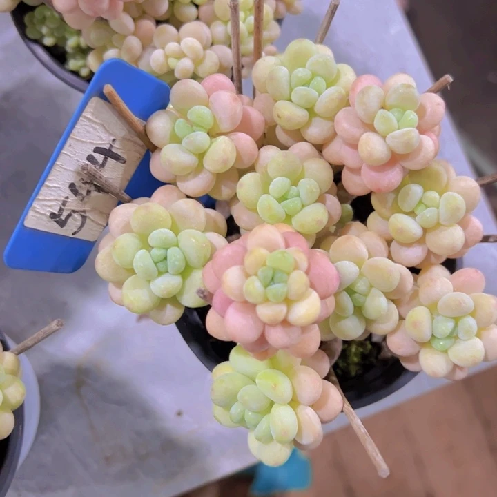 健健康康平平安安