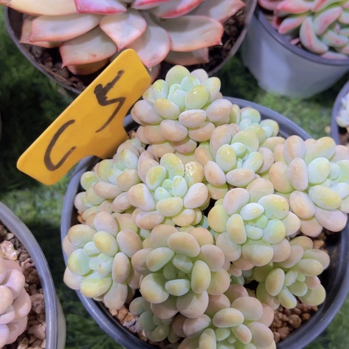 健健康康平平安安