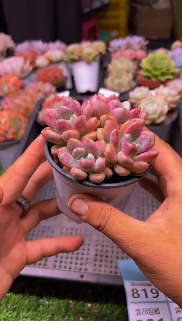 【闪购商品】多肉植物819