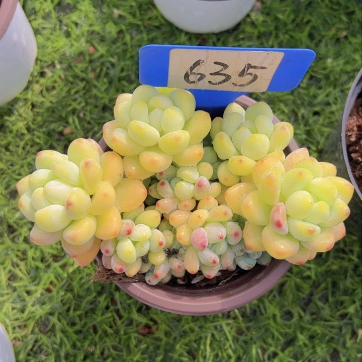 健健康康平平安安