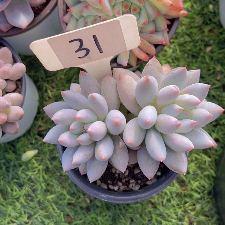 健健康康平平安安