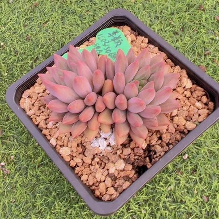 健健康康平平安安