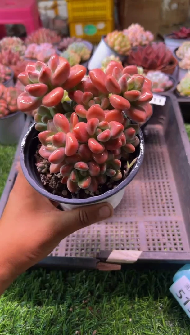【闪购商品】多肉植物514