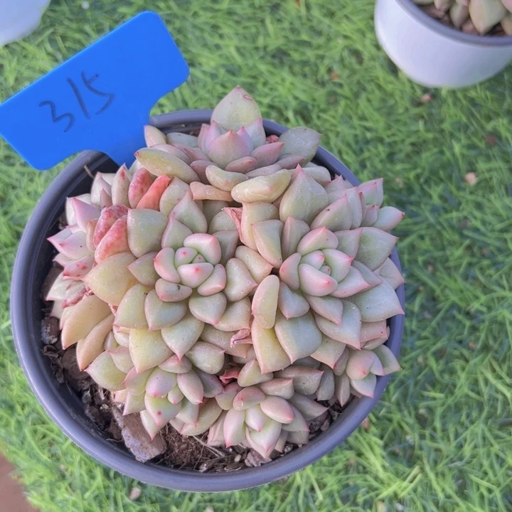 健健康康平平安安