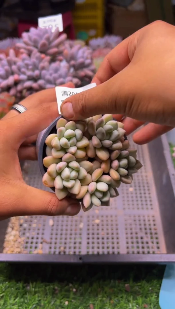 【闪购商品】多肉植物796
