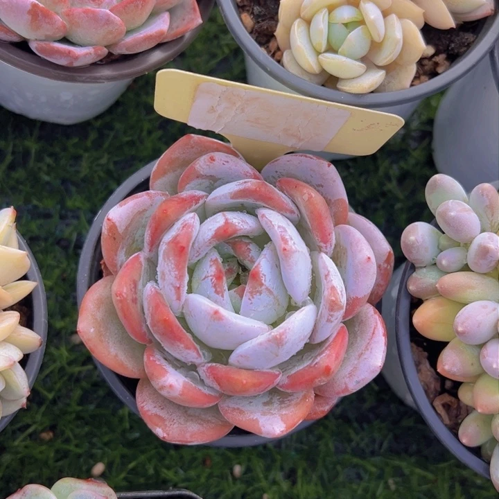 健健康康平平安安