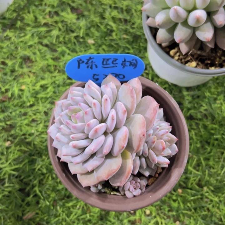 健健康康平平安安