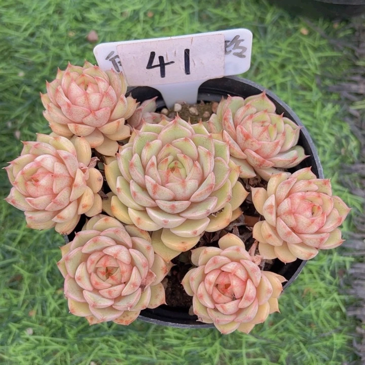 健健康康平平安安