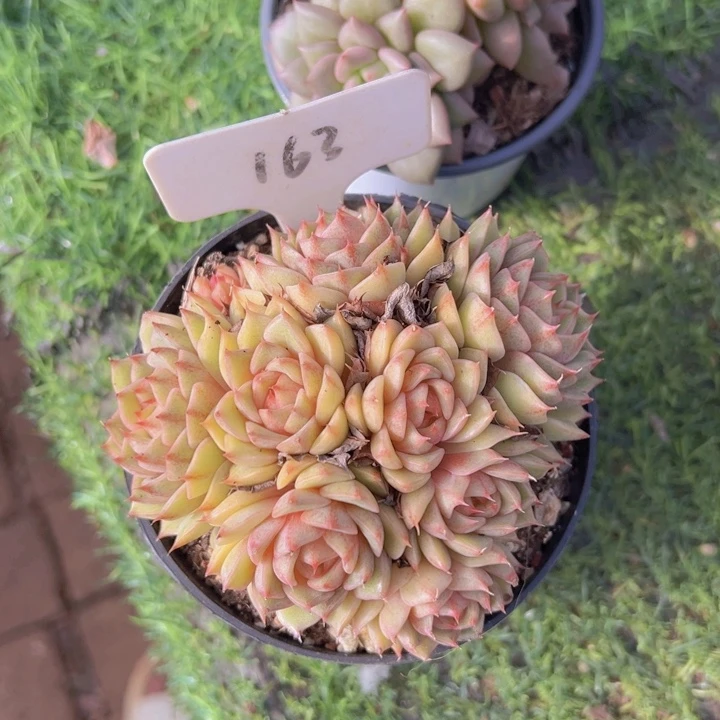 健健康康平平安安