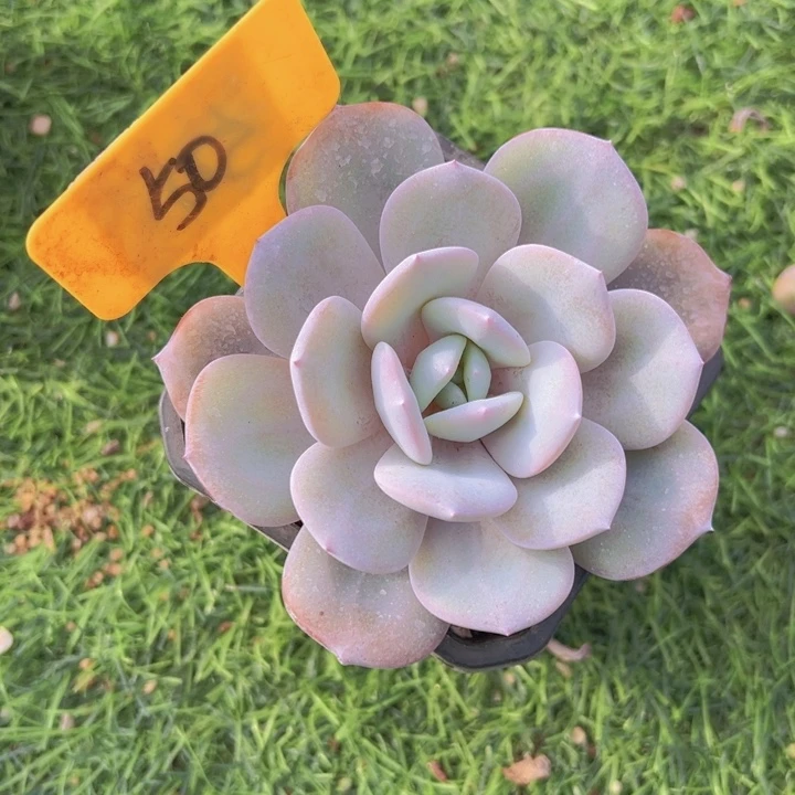 健健康康平平安安