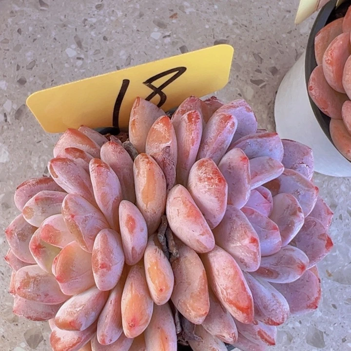 健健康康平平安安