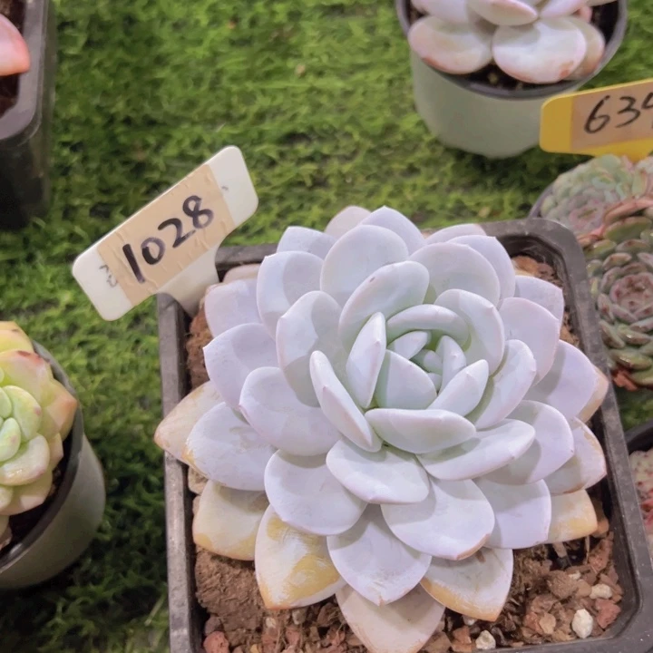 健健康康平平安安