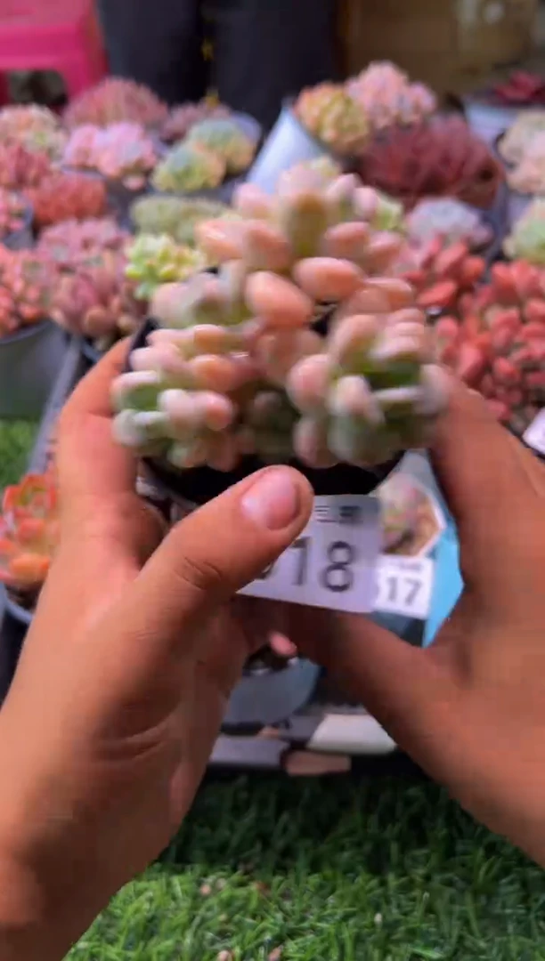 【闪购商品】多肉植物518
