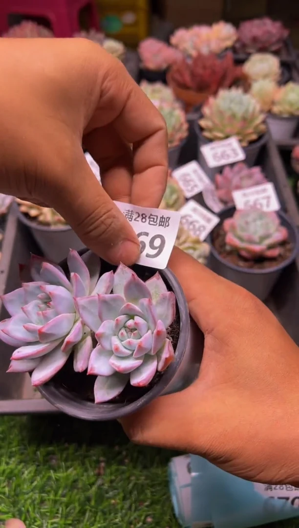 【闪购商品】多肉植物669