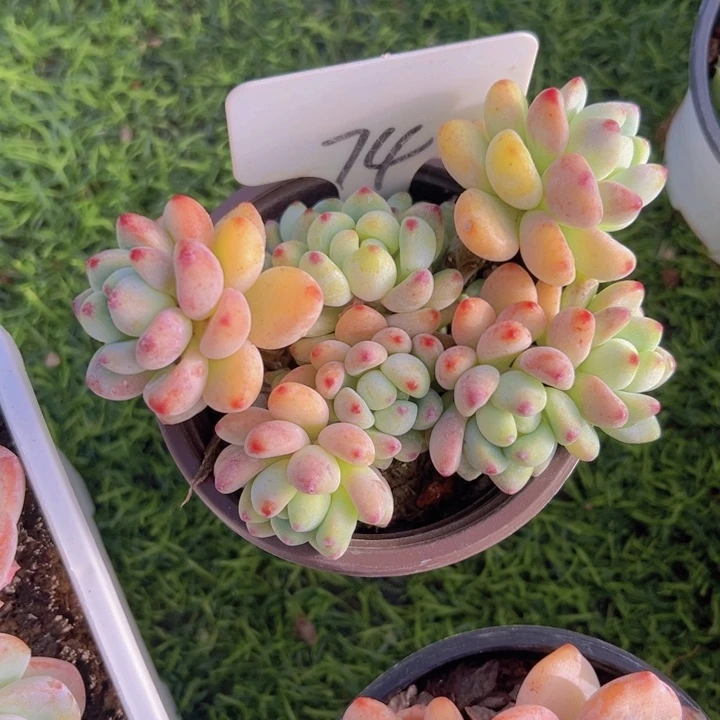 健健康康平平安安