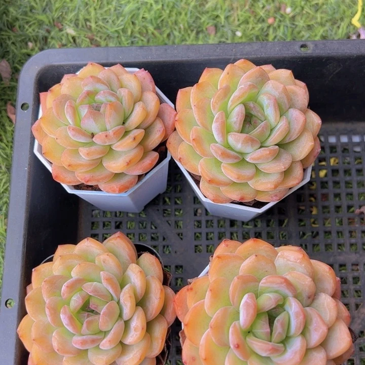 健健康康平平安安两个