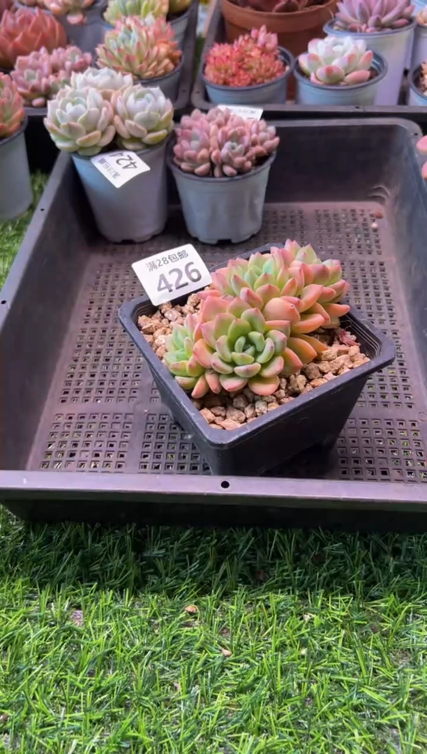 【闪购商品】多肉植物426