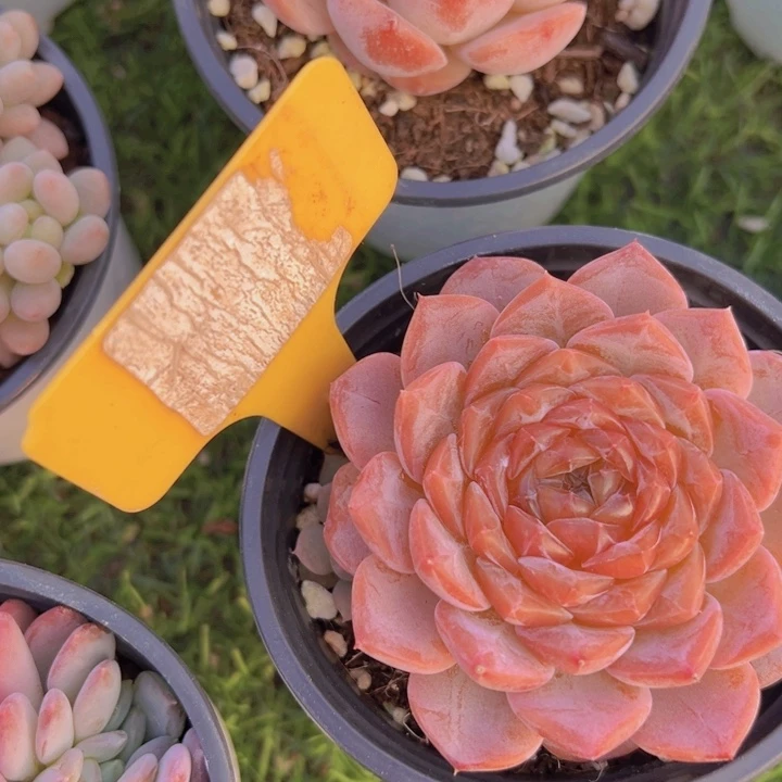 健健康康平平安安