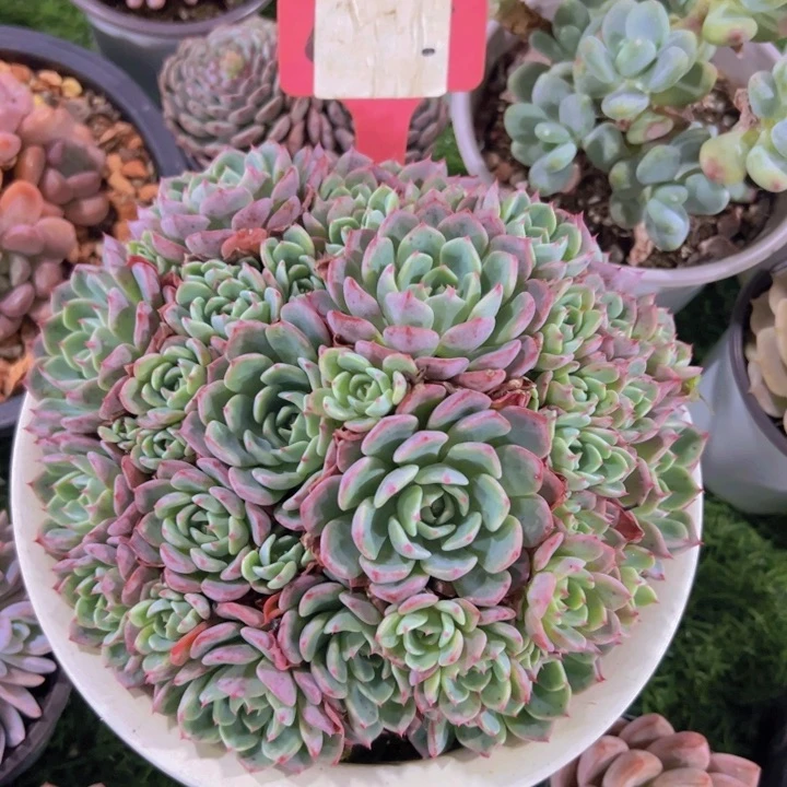 健健康康平平安安