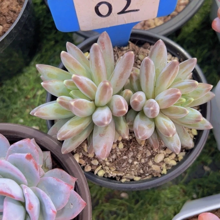 健健康康平平安安