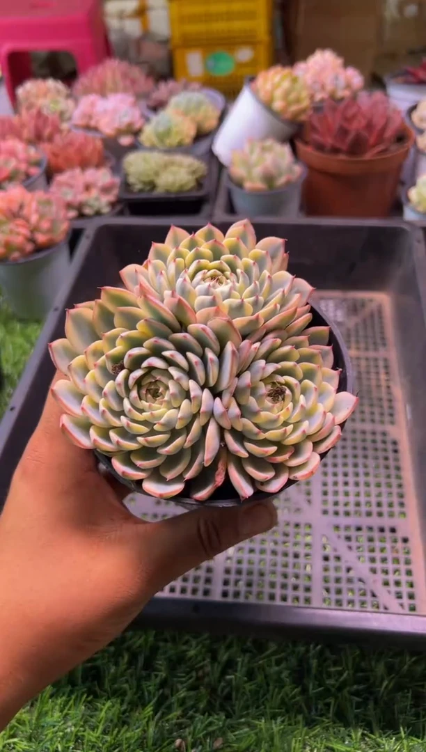 【闪购商品】多肉植物536