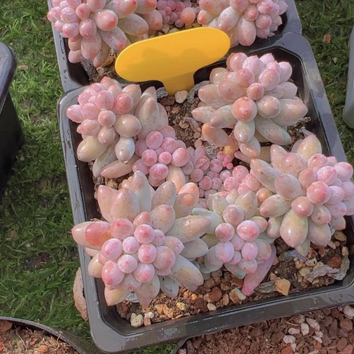 健健康康平平安安