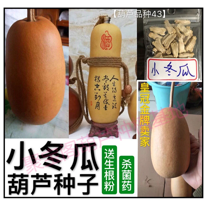 小冬瓜葫芦种子巨型亚腰酒八宝油锤特大特小文玩阳台盆栽花葫芦籽