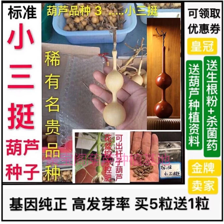 小三挺葫芦种子小三庭杆子手捻文玩阳台盆栽特八宝大巨型小葫芦籽