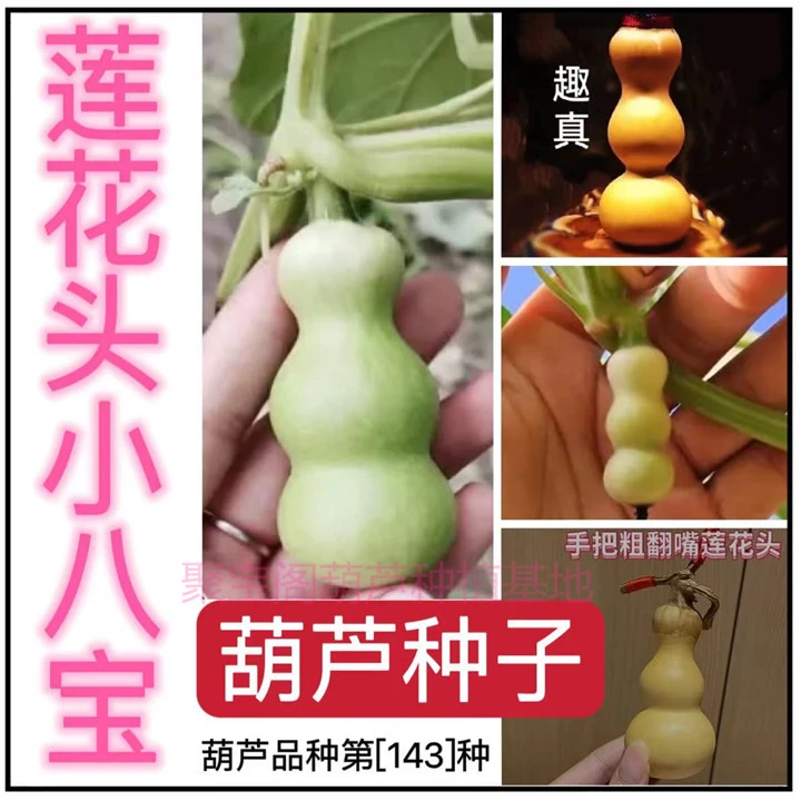 莲花头小八宝葫芦种子特小天坛小八宝三挺阳台盆栽手捻奶嘴葫芦籽