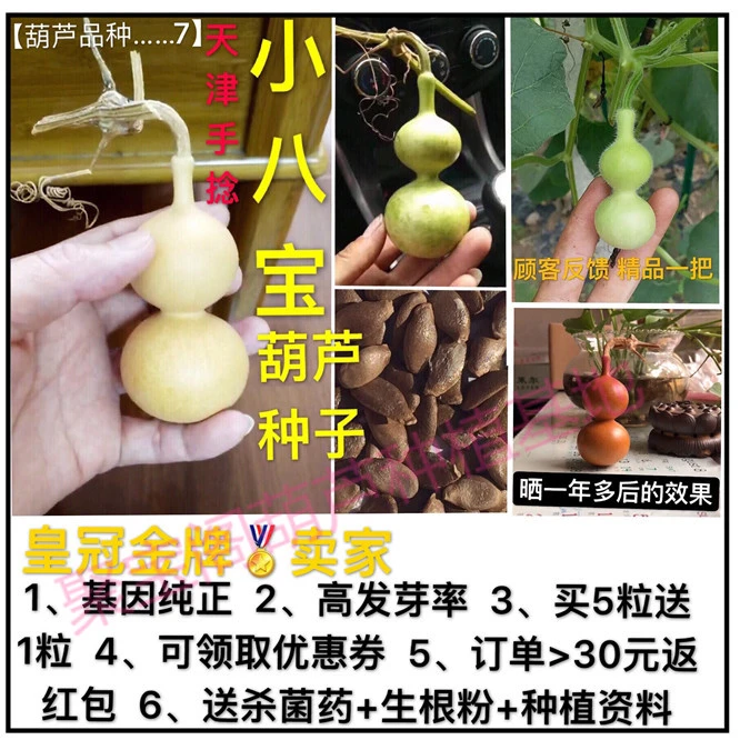 小八宝葫芦种子阳台庭院天坛宫廷奶嘴扁肚挺手捻把玩盆栽大葫芦籽