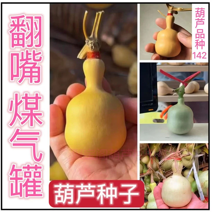 煤气罐葫芦种子翻嘴特小八宝三挺蚂蚁肚阳台盆栽手捻巨型葫大芦籽
