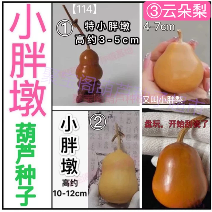 小胖墩葫芦种子胖梨云朵梨扁肚小八宝特小手捻盘玩盆栽大瓢葫芦籽