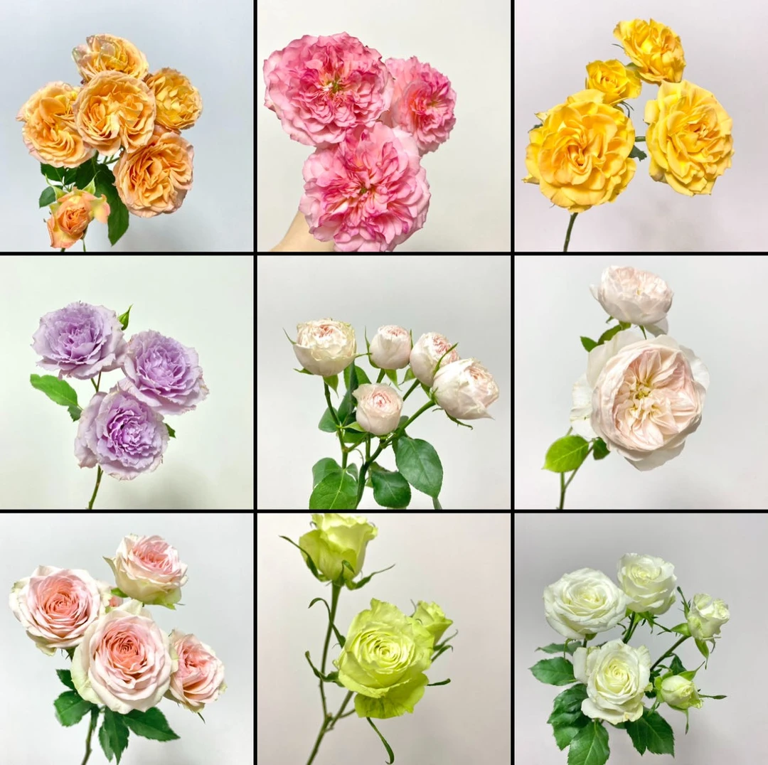 [9月28日猛货]1-3把花一个邮费！（顺丰冷链）鲜花