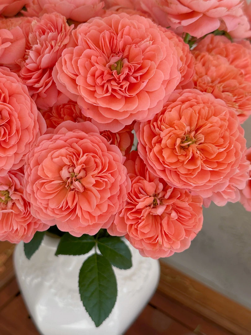 [杏仁汁阳台]玫瑰一单不发货！！