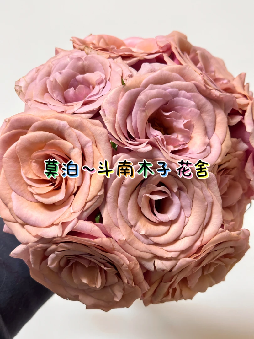 [多头莫泊]玫瑰一单不包邮！！