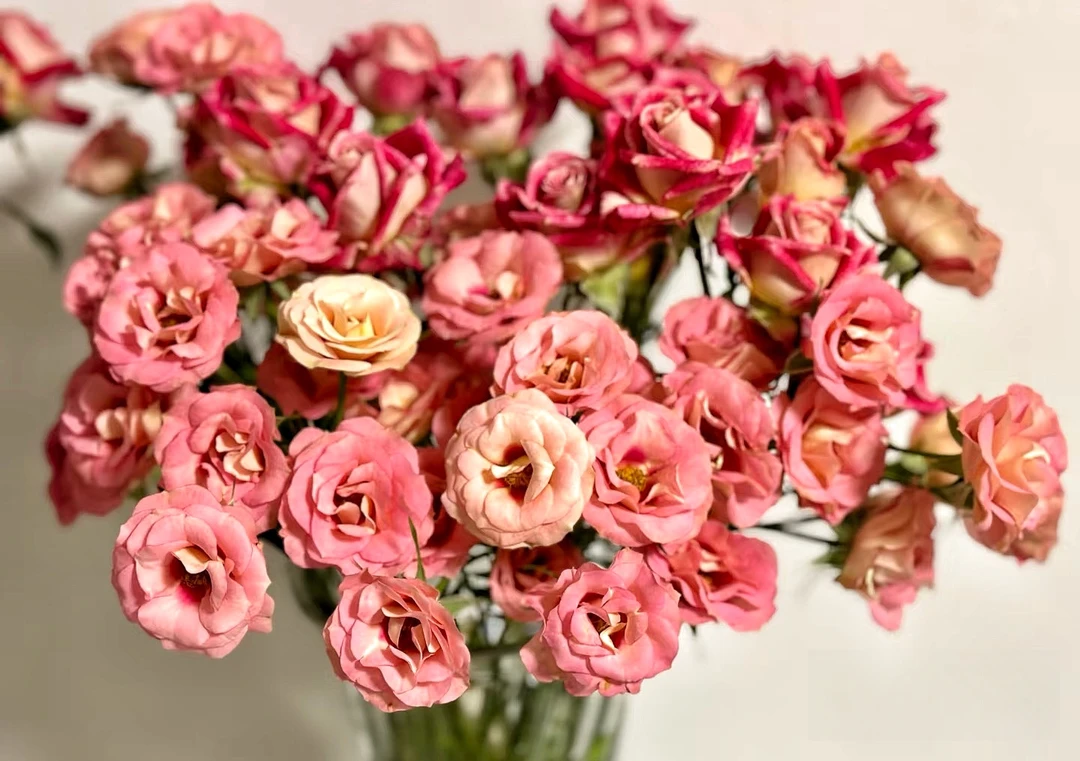 [色拉子]玫瑰一单不发货！！