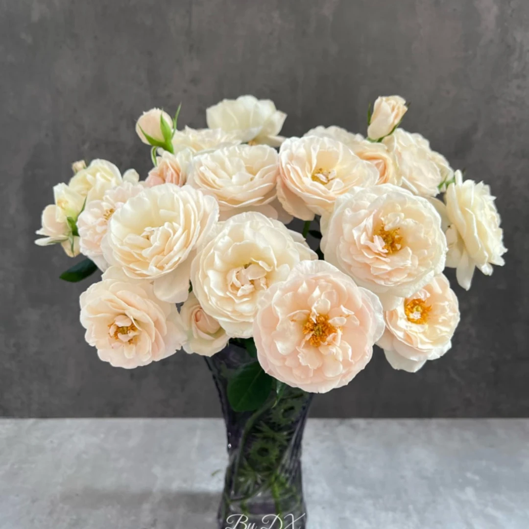 [英国小姐]玫瑰一单不包邮！！