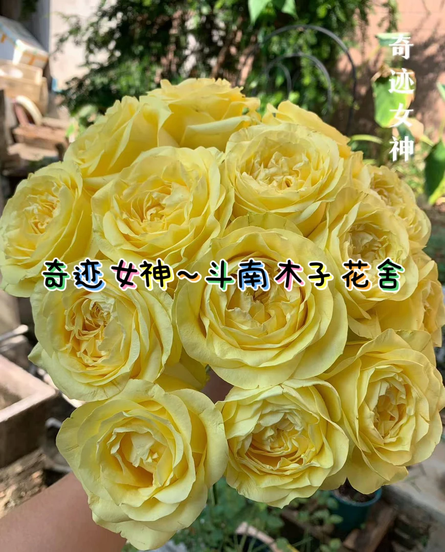 [奇迹女神]玫瑰一单不发货！！