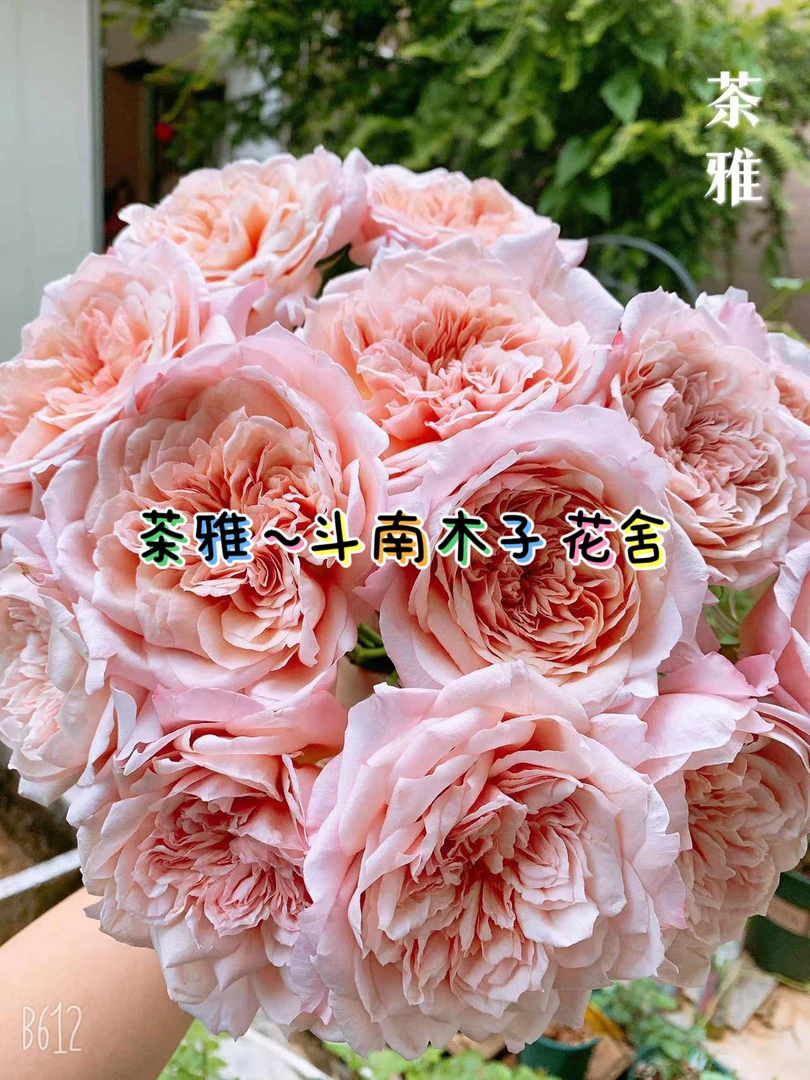 [茶雅]玫瑰一单不包邮！！