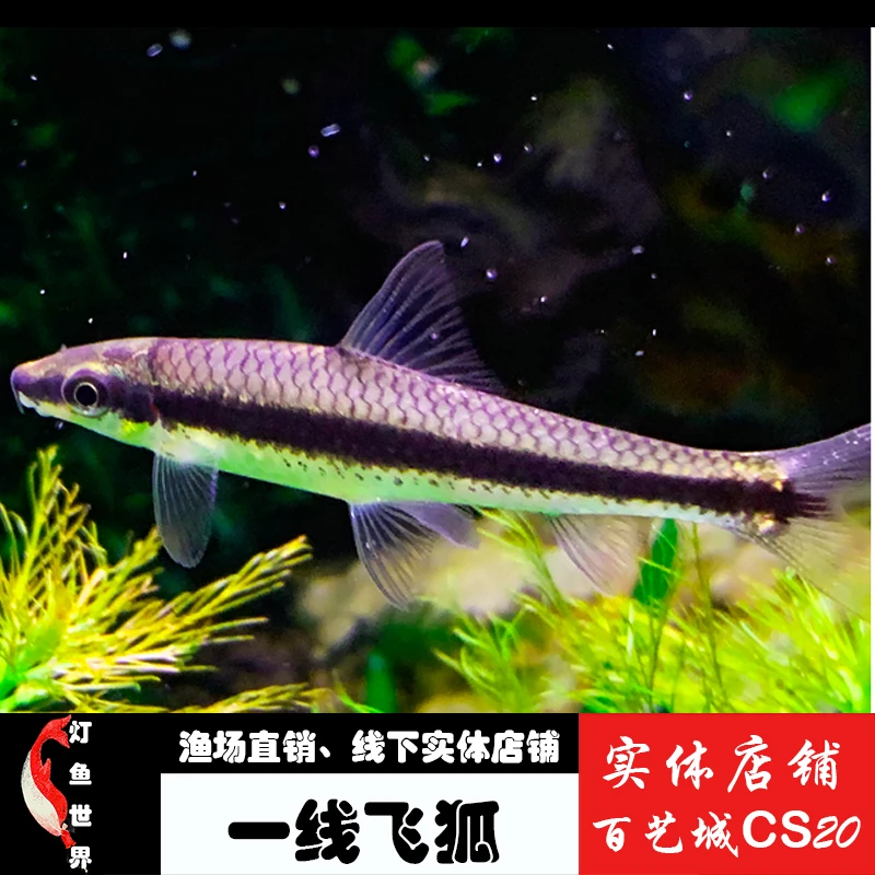 一线飞狐小型鱼清洁鱼观赏鱼灯科鱼