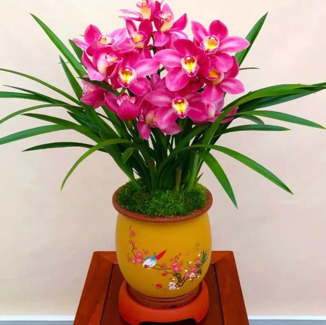 【昆明蕙兰】经典蕙兰【兰芯】好养易活兰花绿植室内盆栽易养护美观