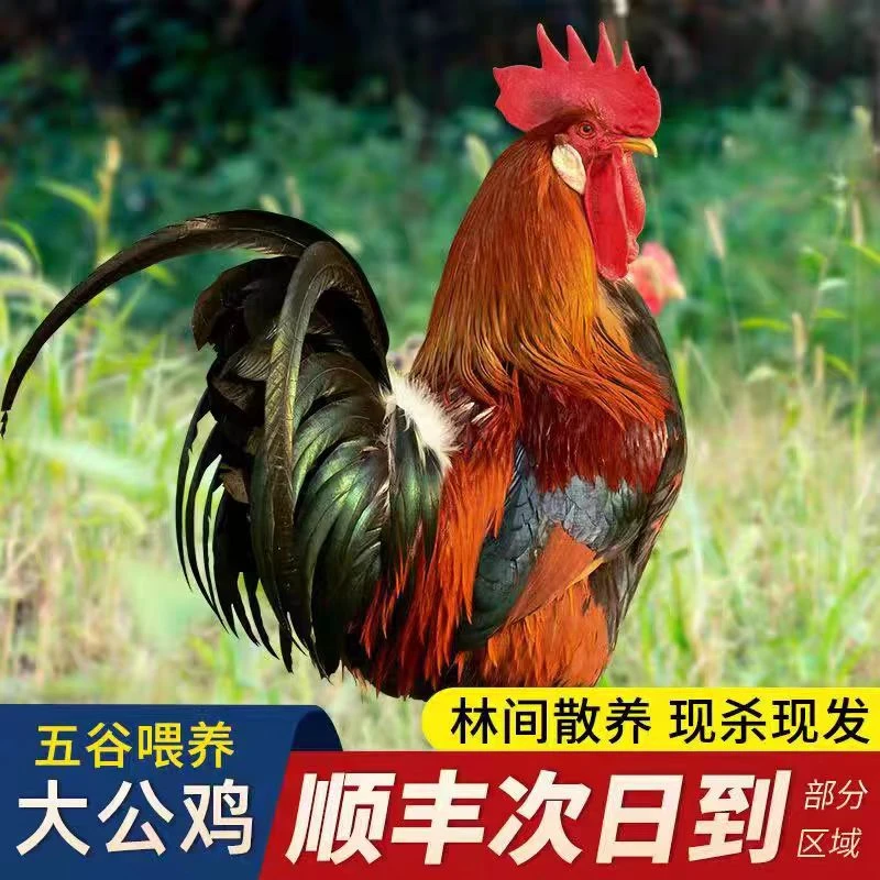 【买1送2发3只】农家大公鸡新鲜散养冷冻保鲜山间生态美食