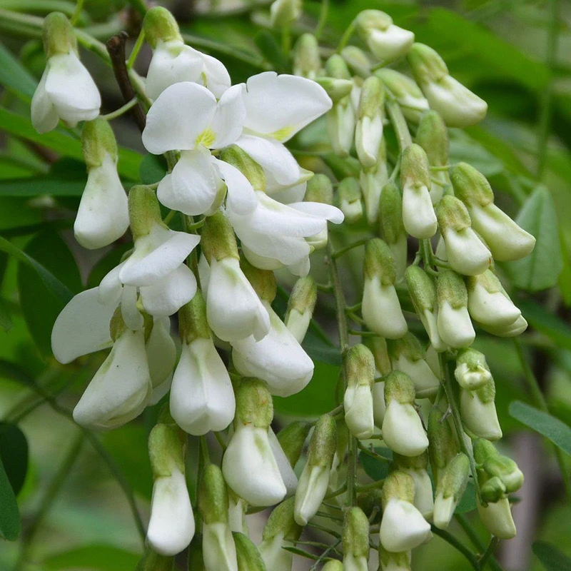 【卡丽娜推荐】山西新鲜洋槐花1至4斤