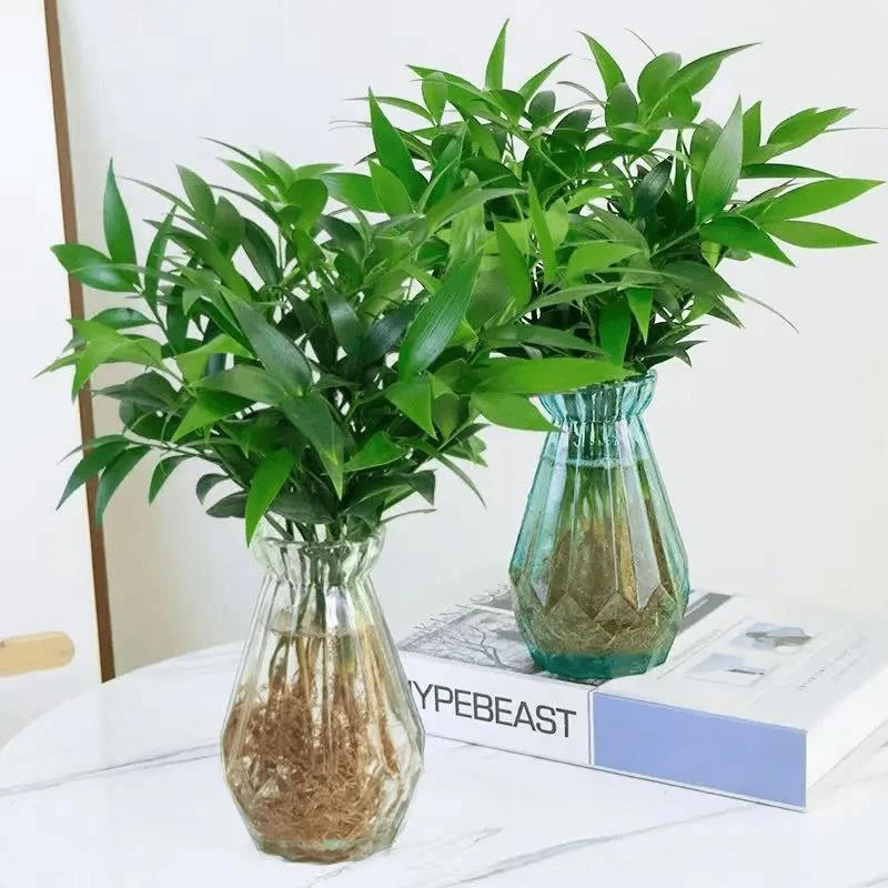 竹柏客厅绿植四季常青花瓶驱蚊净化空气好养活的室内绿植水培植物